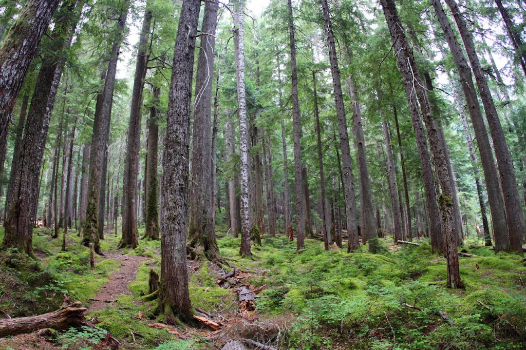 Stillwell campground @ North Cascades National Park, Washington | © David Fulmer/Flickr