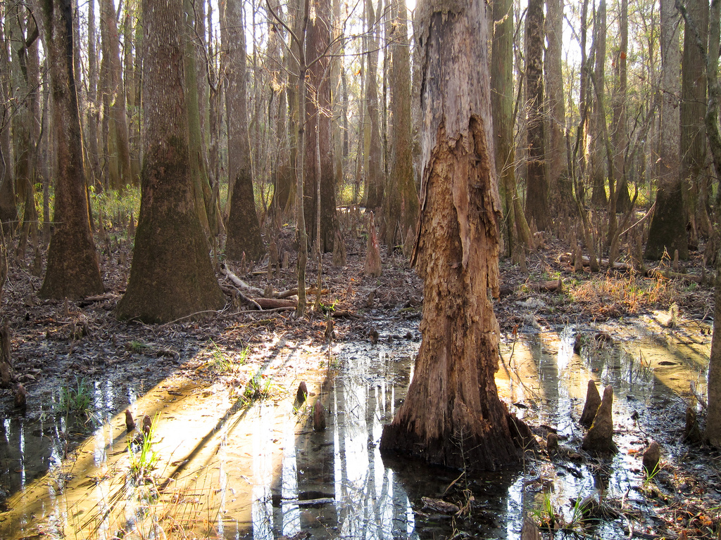 Forest on Congaree National Park Low Boardwalk trail | © Miguel Vieira/Flickr