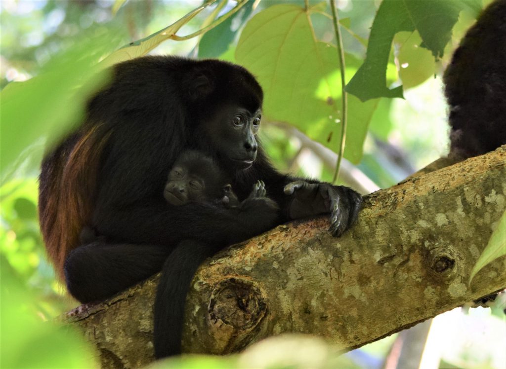 © Deb Campbell/Courtesy of Sibu Sanctuary